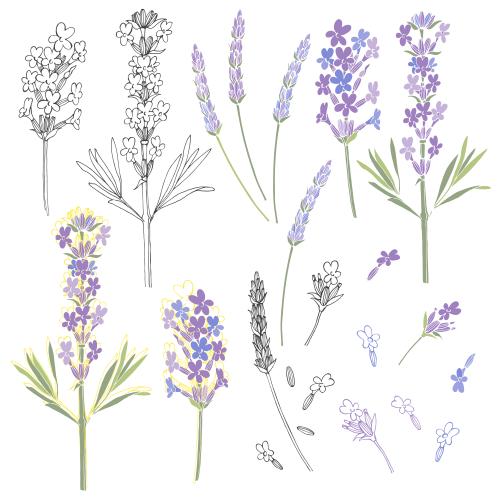 Vektorgrafik lavendel varianten auf weißem