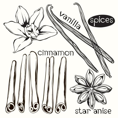 Zimt. Vektor vanillestangen und Zimtstangen, Vanilleblüte und Anissternchen auf weißem