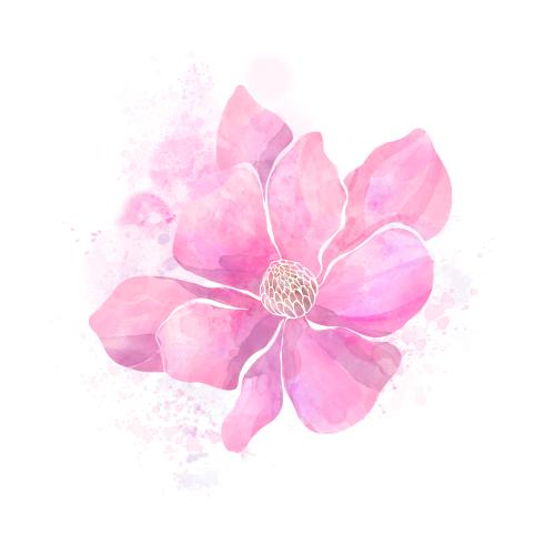 Klecks. Vektor Magnolienblume, dekorative Aquarellkleckse auf weißem