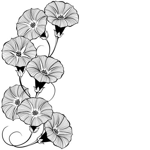 Ackerwinde. Vektor blumen des Morning Glories, Textfeld auf weissem