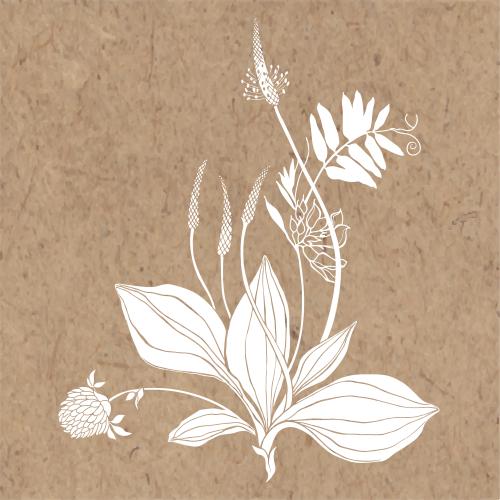 Vektorgrafik gänsefuß klee feldblumen weiße silhouetten auf kraft