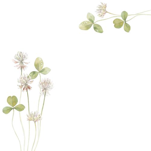 Rasterbild klee aquarellblumen und blätter platz für text auf weiß eckkomposition