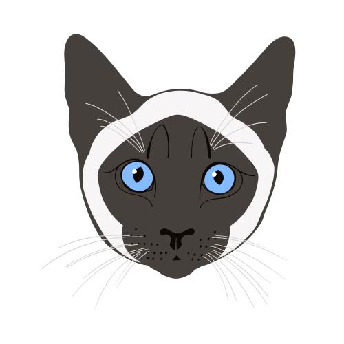 Siamkatze. Vektor Siamkatze, farbiges hübsches Gesicht auf weißem