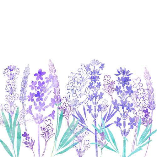 Lavendel. Vektor Aquarelllavendel, Platz für Text auf weißem