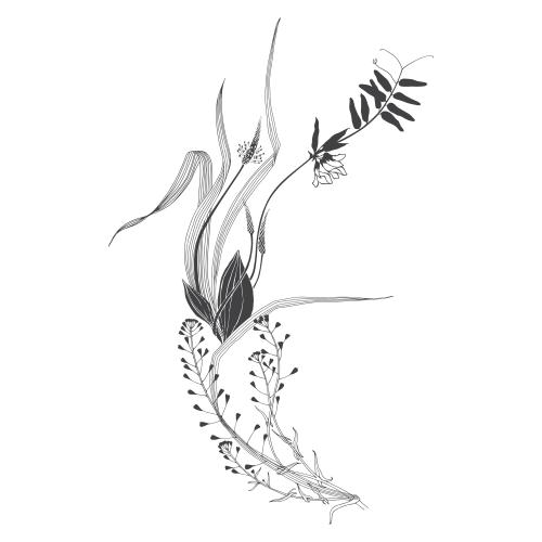 Vektorgrafik botanische komposition mit feldblumen und kräutern, pastor-tasche, gänseblümchen auf weißem