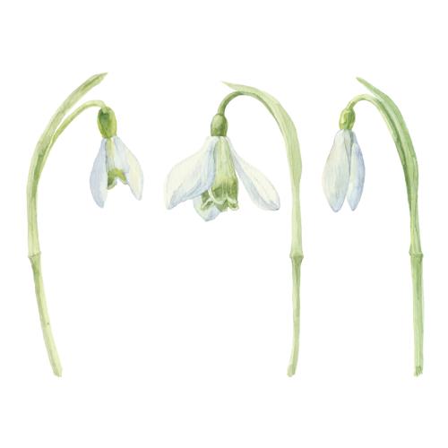 Schneeglöckchen. Vektor Schneeglöckchen, drei isolierte Blumen auf weißem