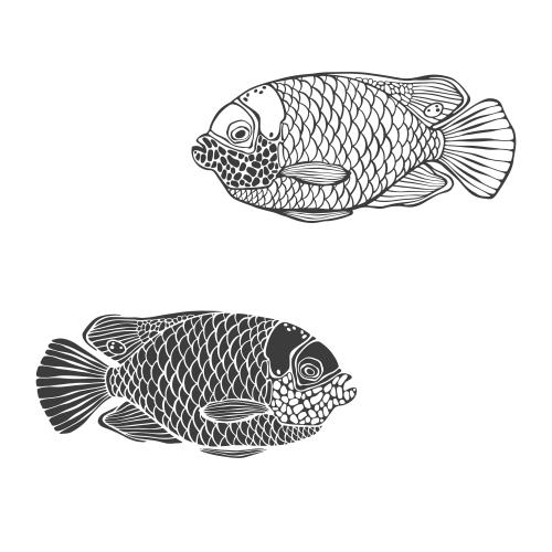 Vektorgrafik tropische fische, kontur und silhouette auf weiß