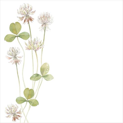 Rasterbild klee aquarellblumen und blätter textfeld auf weißem