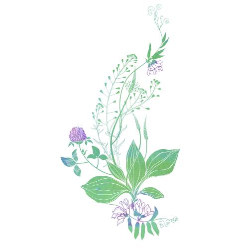 Hirtentäschel. Vektor Gänseblümchen Schafskirsche Klee Feldblumen auf weißem