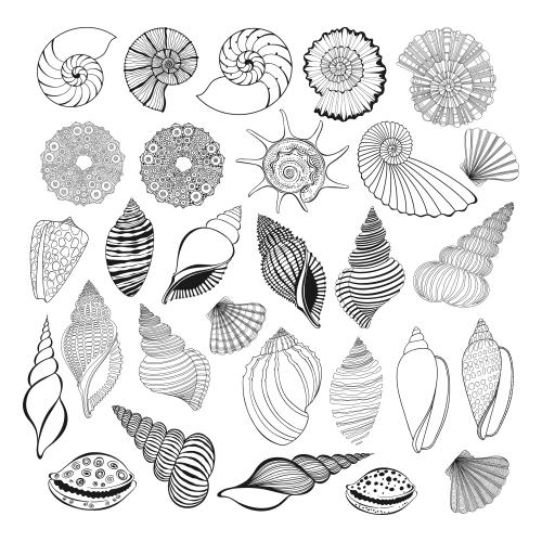 Seeigel. Vektor Muscheln, Nautili, Kamm, Meeresschnecken auf weißem