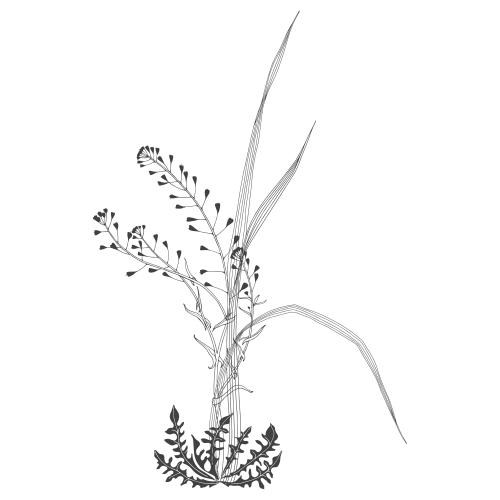 Vektorgrafik botanische komposition mit grashalmen und einer pfaffenfrucht auf weißem