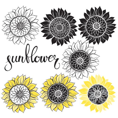 Sonnenblume. Vektor Sonnenblumen, verschiedene Varianten auf weißem
