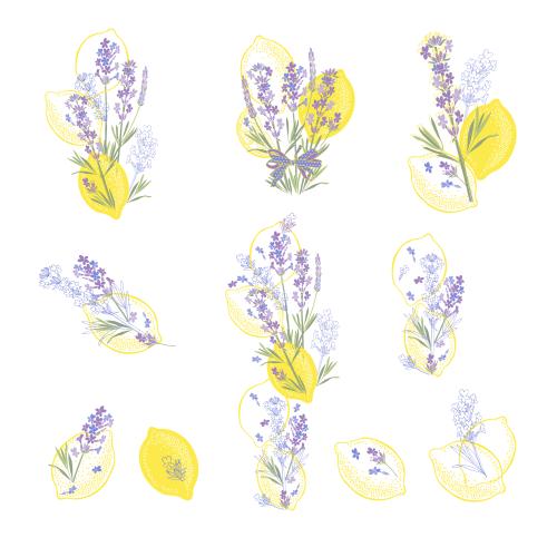 Lavendel. Vektor Lavendel und Zitronen, Kompositionsvarianten auf weißem