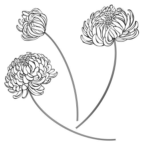 Chrysantheme. Vektor drei Chrysanthemen, schwarze Konturen auf weißem