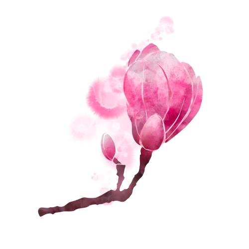 Klecks. Vektor Magnolienbüte, dekorative Aquarellfleck auf weißem