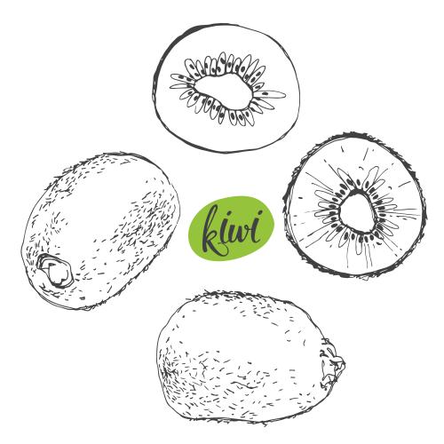 Kiwi. Vektor Kiwi, Früchte und Scheiben, schwarze Konturen auf weißem