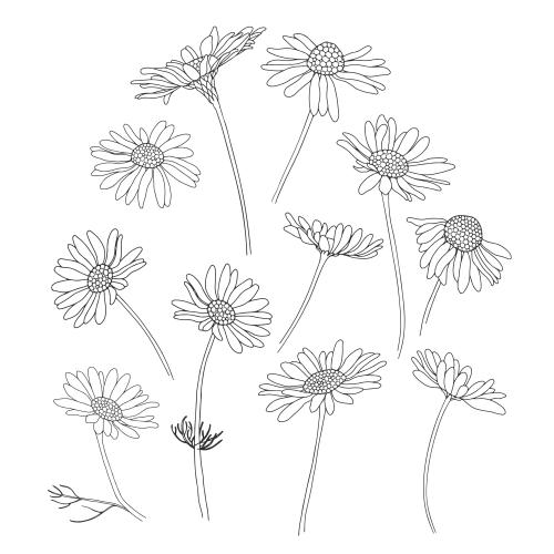 Vektorgrafik margeriten, varianten auf weißem