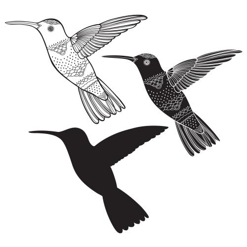 Vogel. Vektor Colibri Drei Ausfuehrungen Auf Weissem
