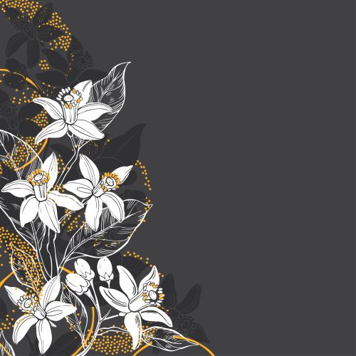 Neroli. Vektor Neroli-Blumen, stylisierte Orangen, Textplatz auf schwarzem