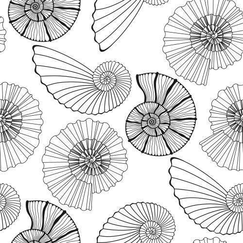 Vektorgrafik nautili, schwarze konturen auf weißem