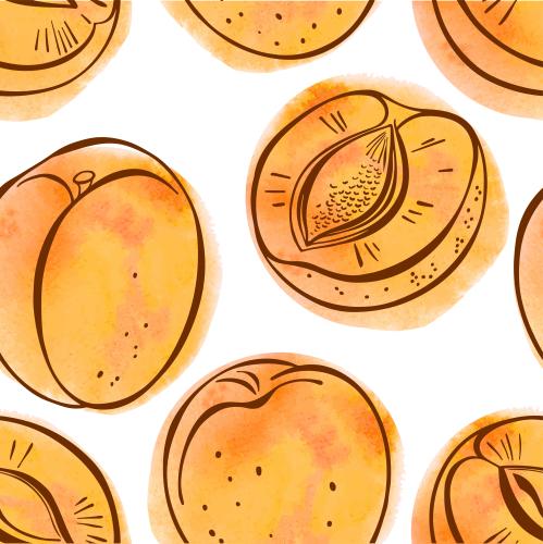 Frucht. Vektor Aprikosen, Früchte und orangene Aquarellfragmente auf weißem