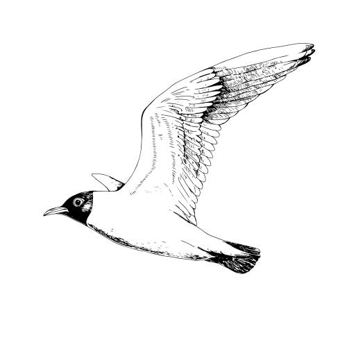 Vektorgrafik fliegende gans, skizze auf weißem