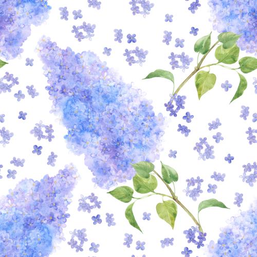 Flieder. Vektor aquarelllilie auf weißem