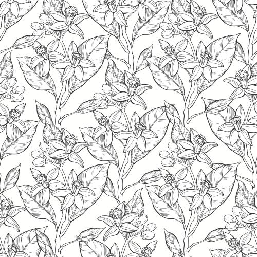 Neroli. Vektor Neroli auf weißem