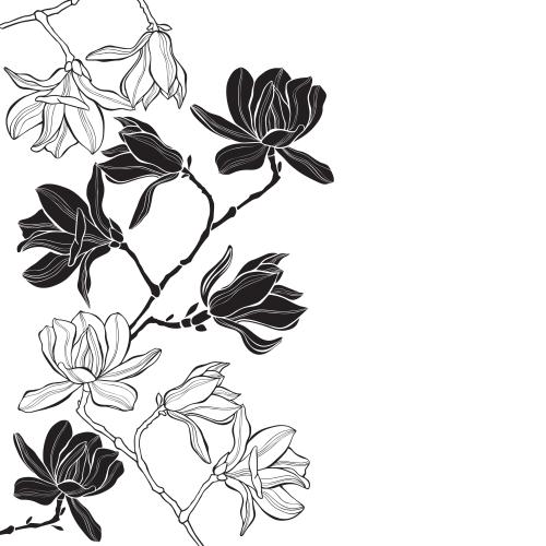 Vektorgrafik magnolie, konturen und silhouetten, platz für text auf weißem