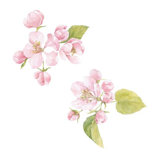 Rasterbild aquarellblumen der apfelbäume