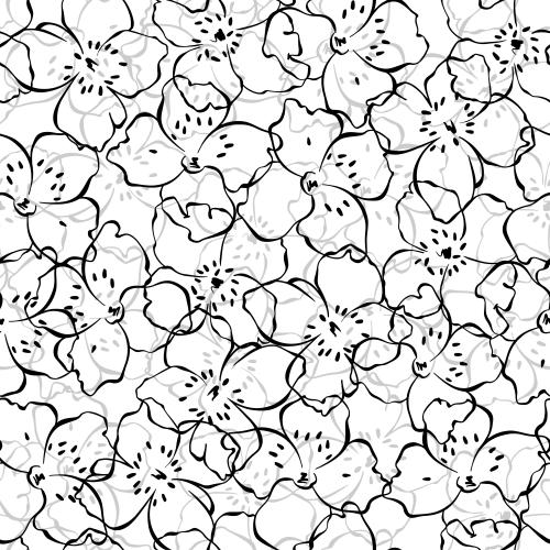 Jasmin. Vektor Jasminblüten, monochrome Konturen auf weißem