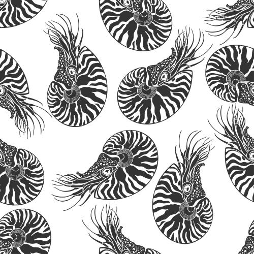 Vektorgrafik nautilus schwarze silhouetten auf weissem