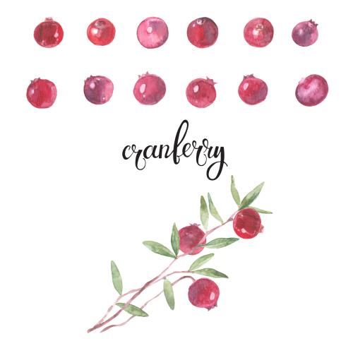Kranbeere. Vektor Kranbeeren, Beeren und Zweige auf weißem