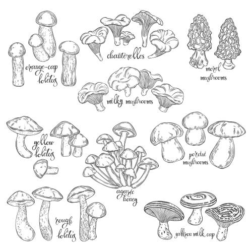 Pilz. Vektor steinpilze lisen birkenpilze birkenpilze steinpilze roetlinge oelpfifferlinge opas smorchken und ihre englischen namen sammlung auf weiss