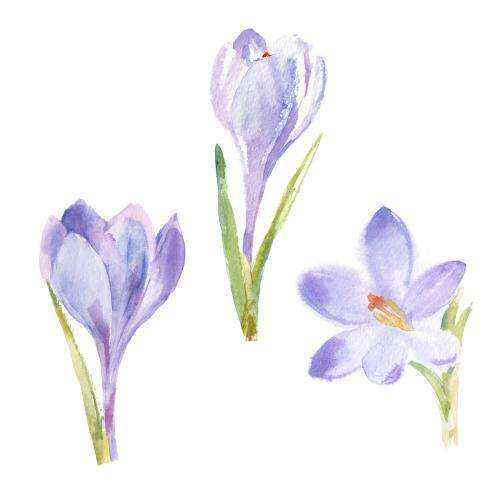 Rasterbild aquarellkrokusse, drei blumen auf weißem