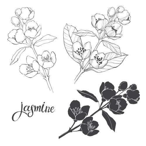 Jasmin. Vektor Blühende Jasminzweige, Konturen und Silhouetten auf Weiß, drei Varianten