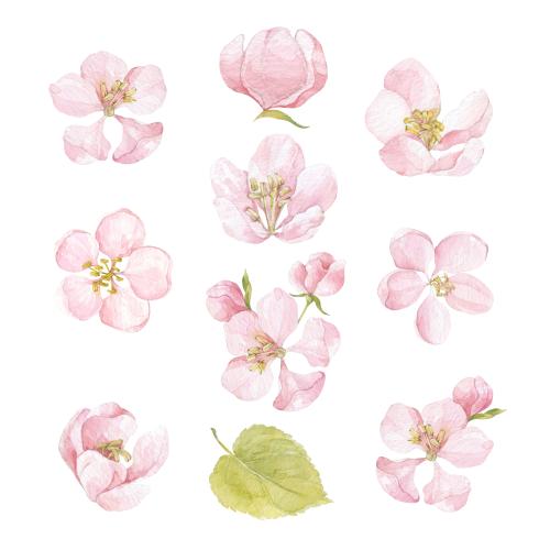 Rasterbild aquarellblumen apfelbäume