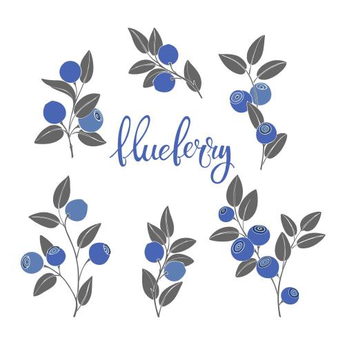 Vektorgrafik heidelbeeren-zweige mit beeren auf weißem