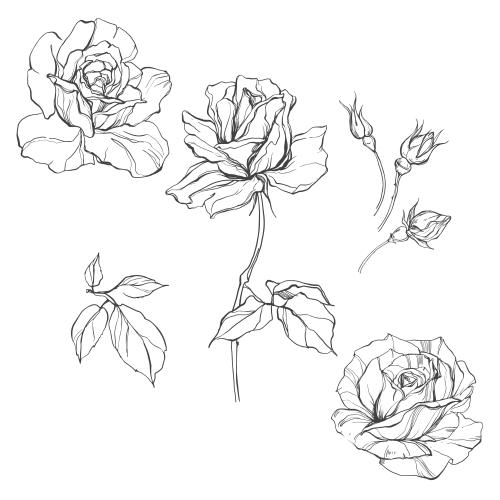 Rose. Vektor Rosen, Blumen, Knospen, Blätter, Sketch auf weißem