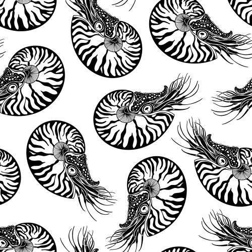 Nautilus. Vektor nautilus auf weissem