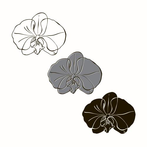 Vektorgrafik orchideenblume auf weißem, drei verschiedene varianten