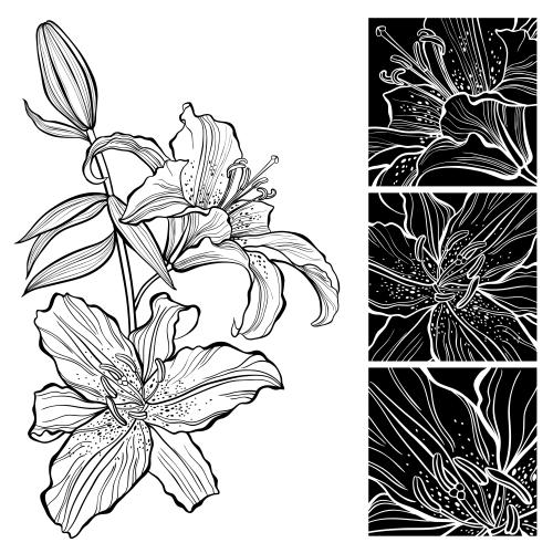 Lilie. Vektor Konturzeichnung der Lilie, drei schwarze Quadrate mit Blumenfragmenten auf weiß