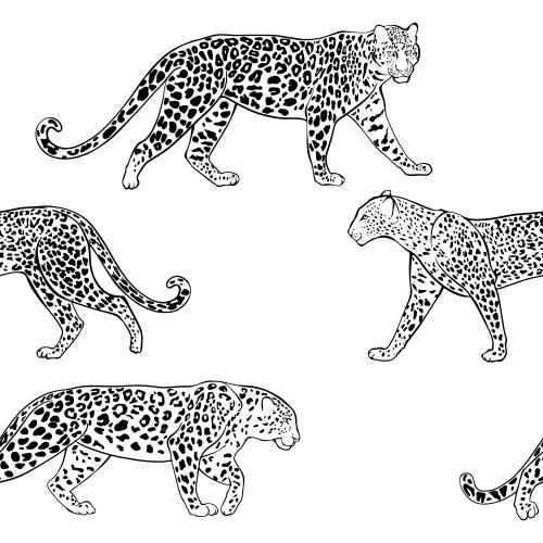 Leopard. Vektor leoparden auf weißem