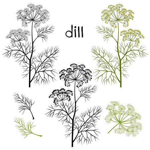 Dill. Vektor dillzweige mit Blüten verschiedene Varianten auf weißem