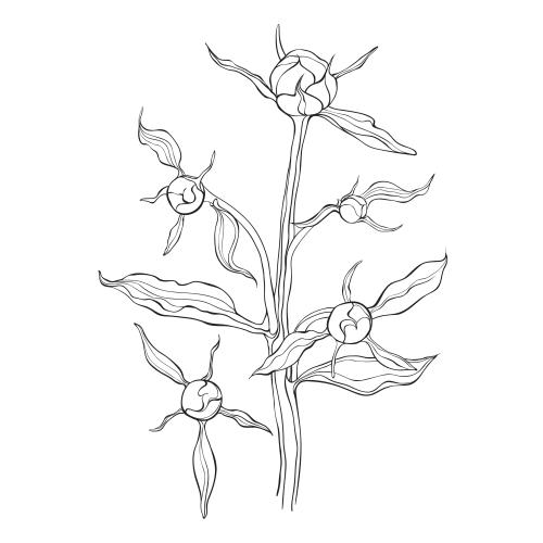 Pfingstrose. Vektor Peonienzweig mit Knospen kontrastierendes Bild auf weißem
