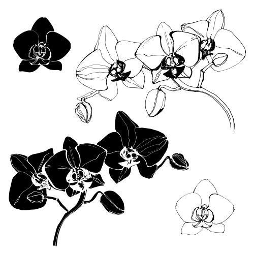Orchidee. Vektor orchideen schwarze Konturen und Silhouetten auf weißem