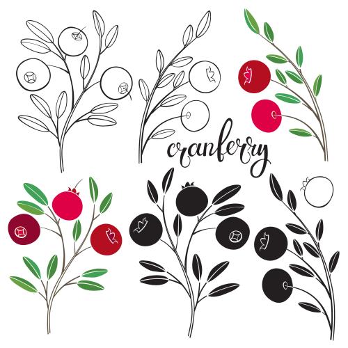 Kranbeere. Vektor Kranbeeren-Zweige mit Beeren verschiedene Varianten auf weißem