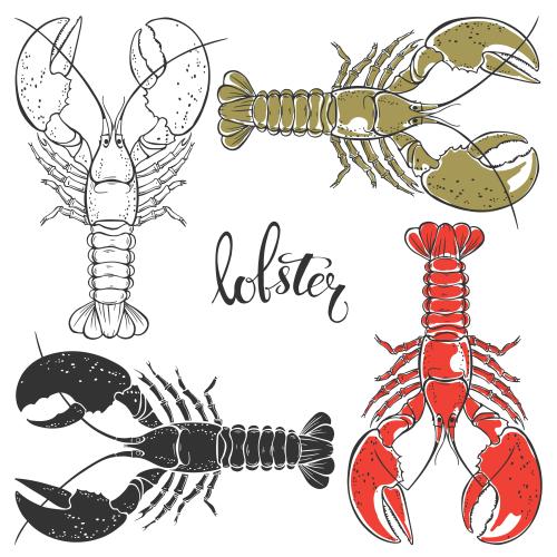 Hummer. Vektor Lobster, vier Varianten auf weißem