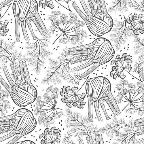 Vektorgrafik fenchel auf weißem