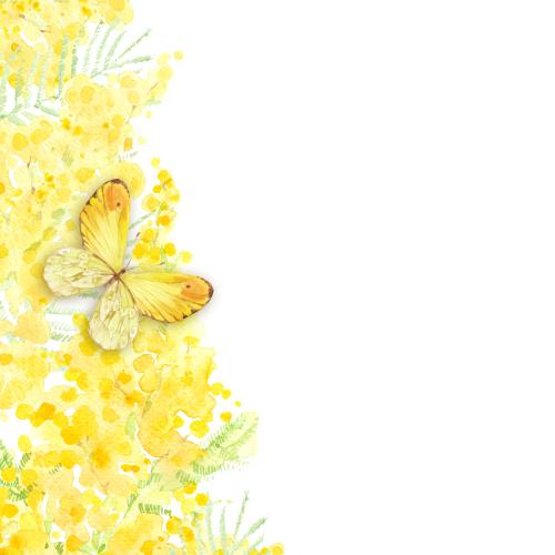 Rasterbild aquarellmimose schmetterling und platz für text auf weißem